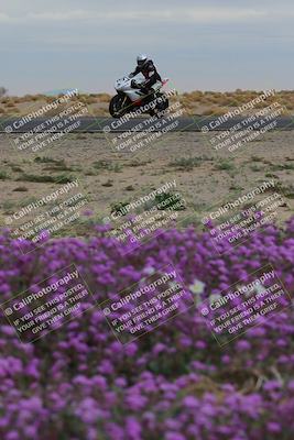 media/Jan-14-2023-SoCal Trackdays (Sat) [[497694156f]]/Turn 14 Exit Bloomig (145pm)/